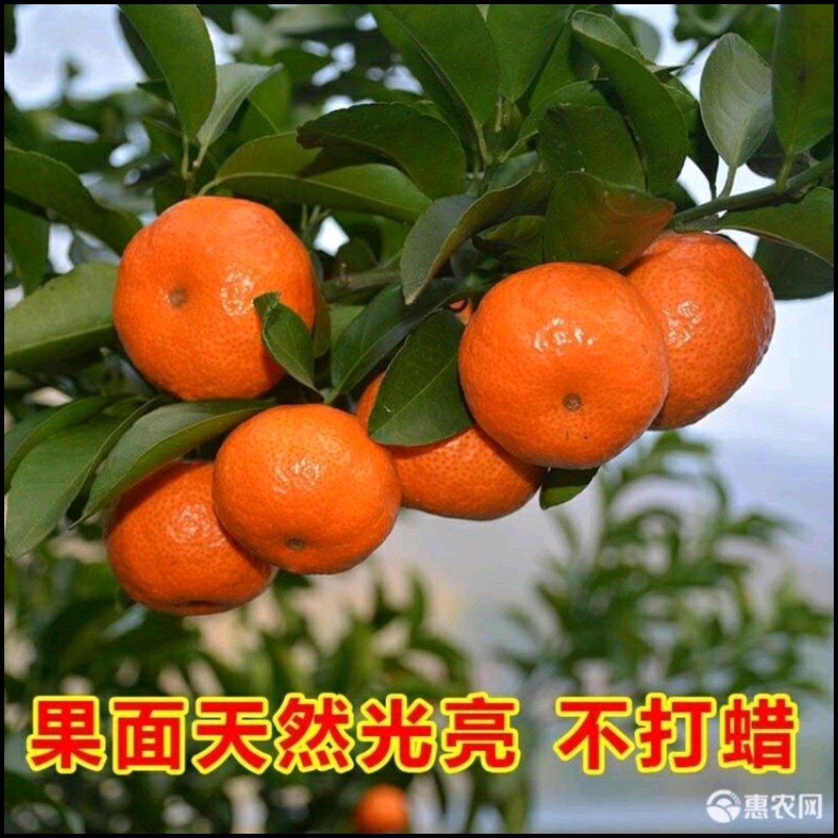 楊家兄弟果業(yè)