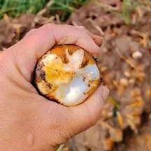 南昌县2024 年江西马蹄新鲜上市，自家种植，基地现货，货源稳定