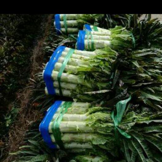 当阳市湖北当阳红香叶莴笋大量上市
