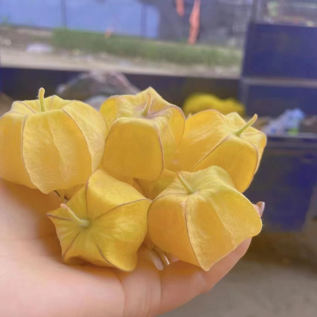 勐海县灯笼果(姑娘果)千亩灯笼果即将上市果实饱满 色泽鲜艳金黄
