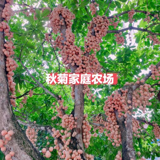 防城港木奶果苗  木奶果嫁接苗品种齐全