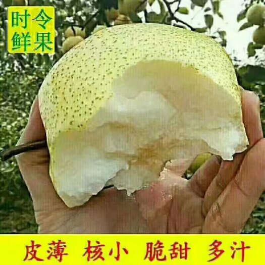 砀山县砀山百年老树梨，核小皮薄肉多糖分高。美的很
