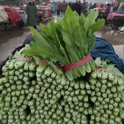 邯郸精品油麦菜