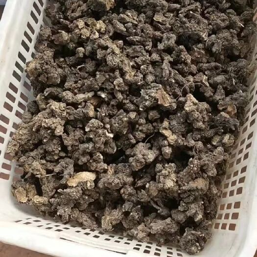 保康县矛苍术朱砂点