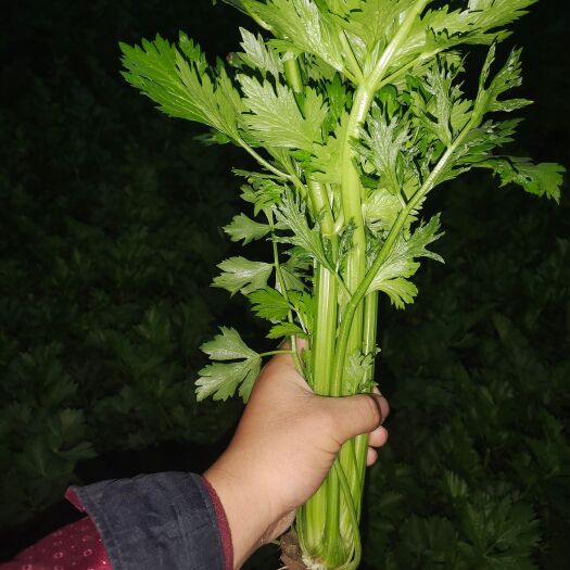成安县大棚芹菜，脆口，量大