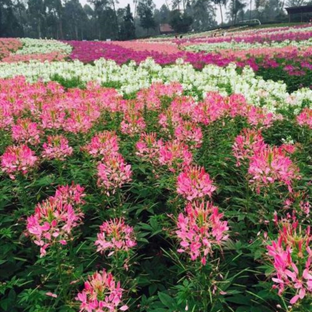 沭阳县醉蝶花种子花种子四季种景观绿化园林工程鲜花植物花期长包邮