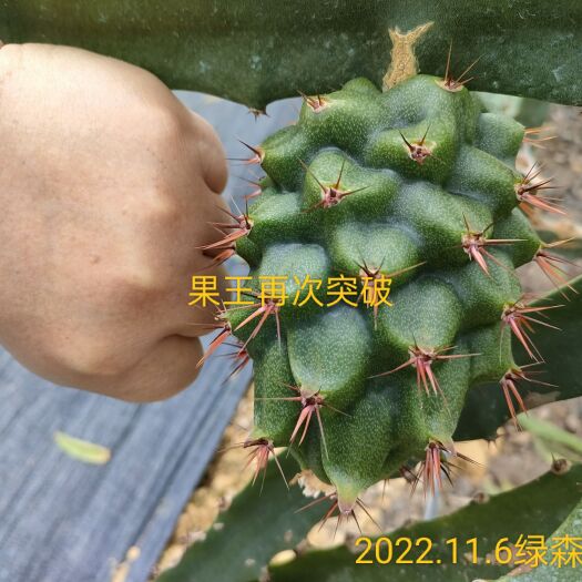 景洪市苗好果好。