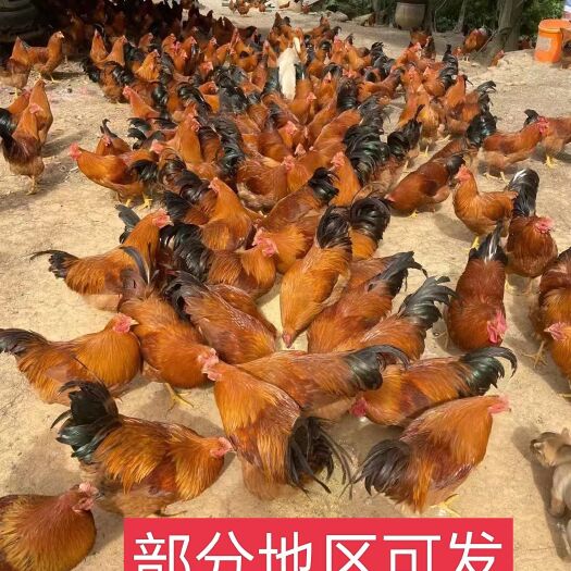 南宁九斤黄农家散养腌鸡腌好的3-5两鸡仔发货15天内发货价格可谈
