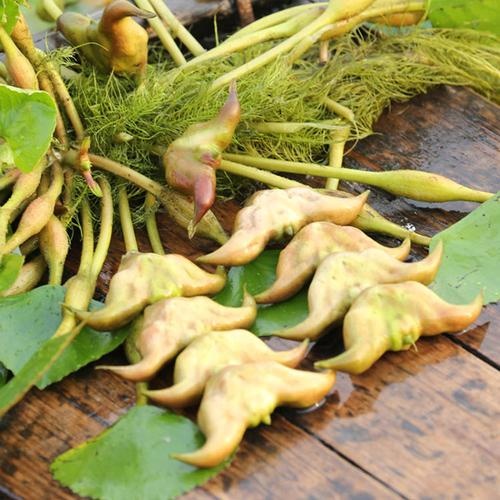 鱼台县菱角，菱角种苗，菱角种植