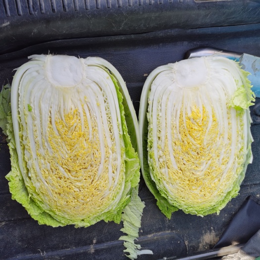 新民市黄心白菜净菜无虫无腻无烧心