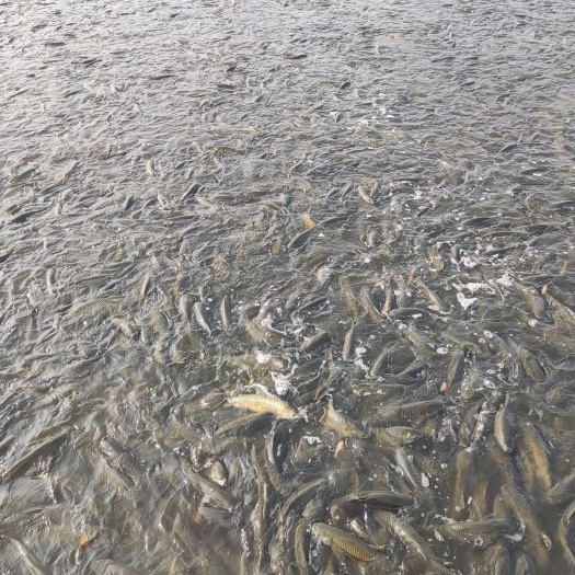 澧县草鱼，流水养殖。2斤左右，更适合来年种苗。