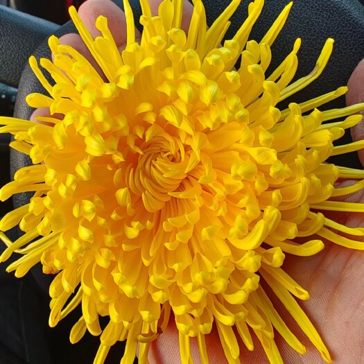 恩施市高山中药材，金丝皇菊
