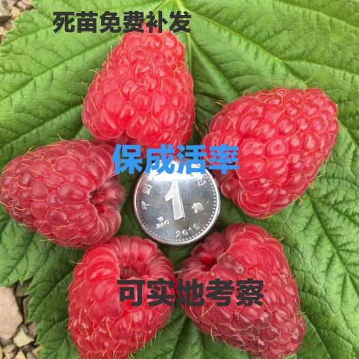 白山树莓苗 波尔卡 丁康 哈瑞太滋 双季树莓苗品种齐全