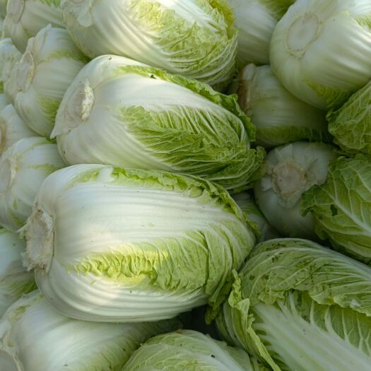 莱西市白菜