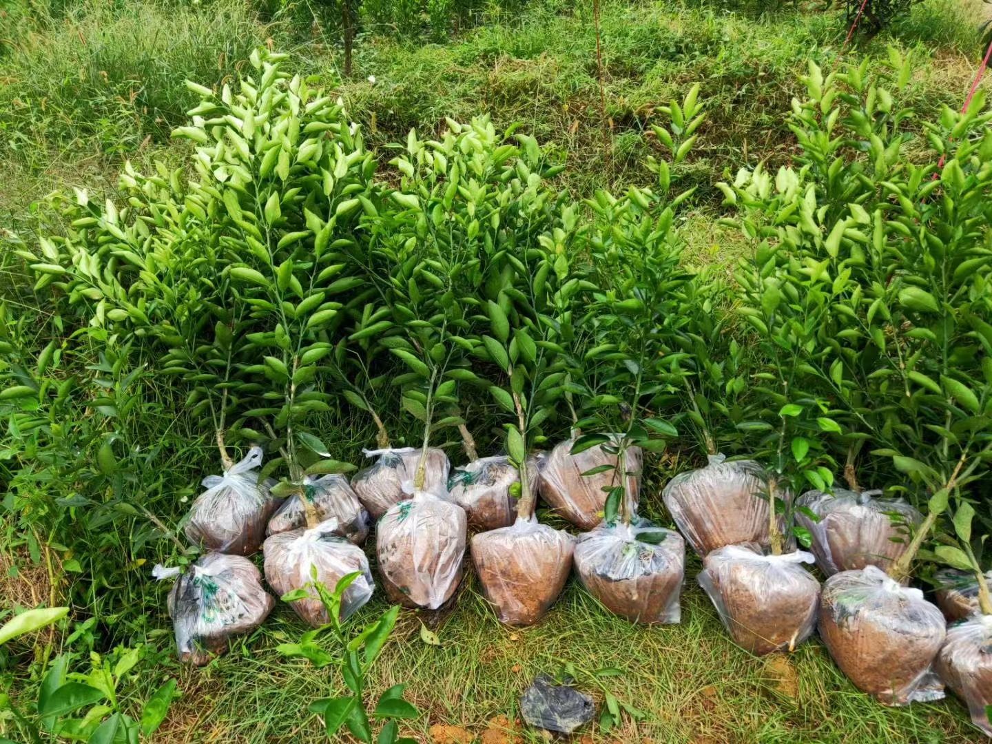 媛红碰柑苗，媛红椪柑苗，挂果多，果形美，易管理，四川发货