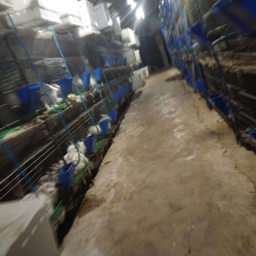 富源县肉兔，大的小的都可以出售