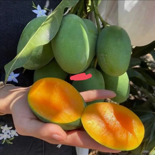 灵山县鸡蛋芒果苗也叫椰香芒 蜜甜椰香味的芒果