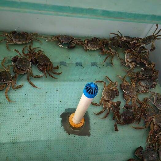 盘锦盘锦螃蟹 特色产品  保肥 死蟹包赔  分量足 诚信卖家