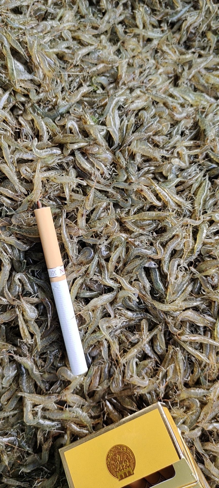 漂亮的小草虾