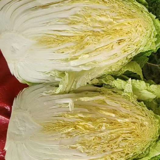 精品黄心大白菜