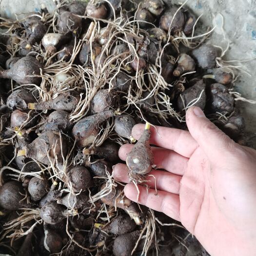 彼岸花，彼岸花种球一手货源量大从优价格美丽