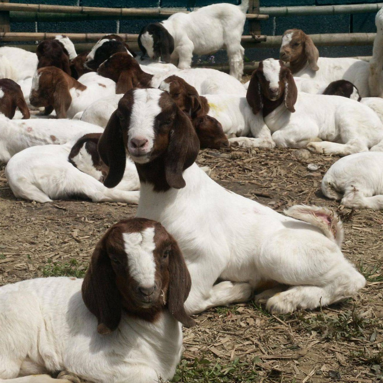 东平县小羔羊  波尔山羊羔，30-40斤羊苗，波尔山羊养殖基地