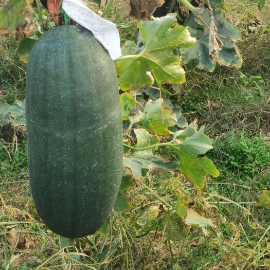 樟树市黑皮冬瓜