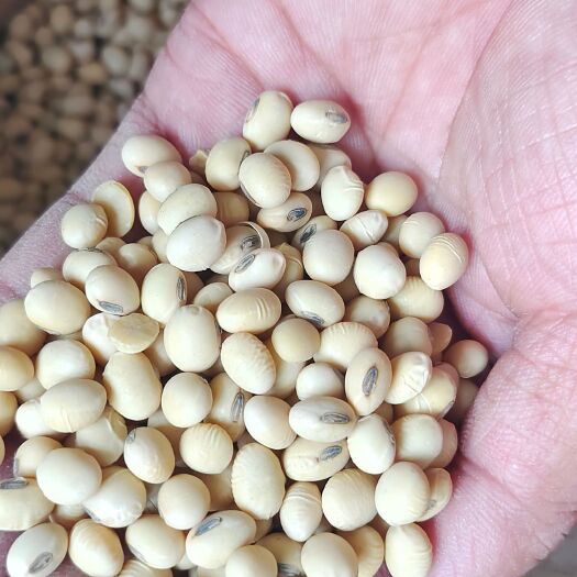 汶上县自家产的小粒黄豆（豆种）4万斤
