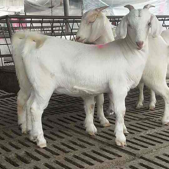 东平县白山羊，头胎怀孕母羊，白山羊种公羊市场价格