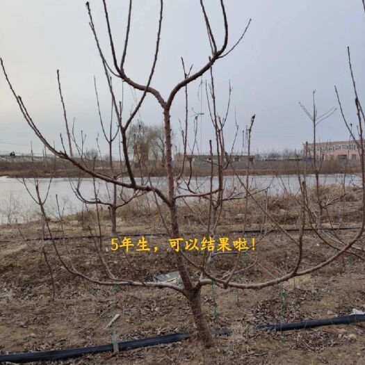 瓦房店市出售大连樱桃树苗，品种：美早、俄8、沙梅豆、美国红，1-5年
