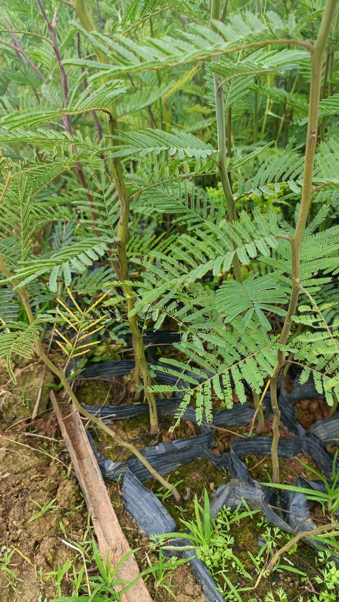 圣诞树