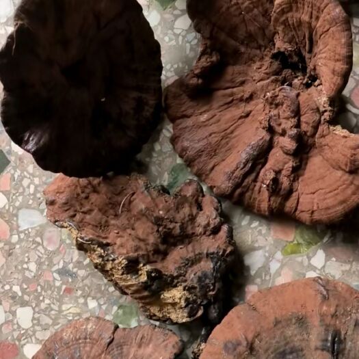 惠东县灵芝