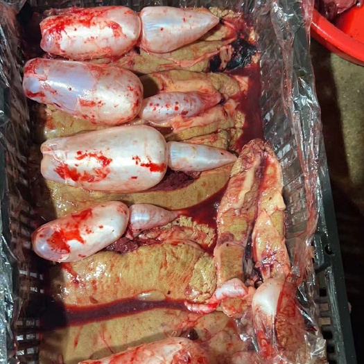新鲜鲤鱼:黄金鱼籽:鱼蛋:鱼白:白鲢鱼泡:产地直发一手货源