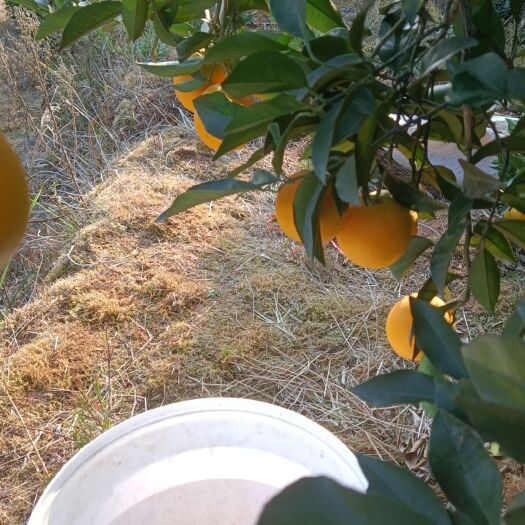 麻阳县麻阳冰糖橙11月25上市 货源紧张