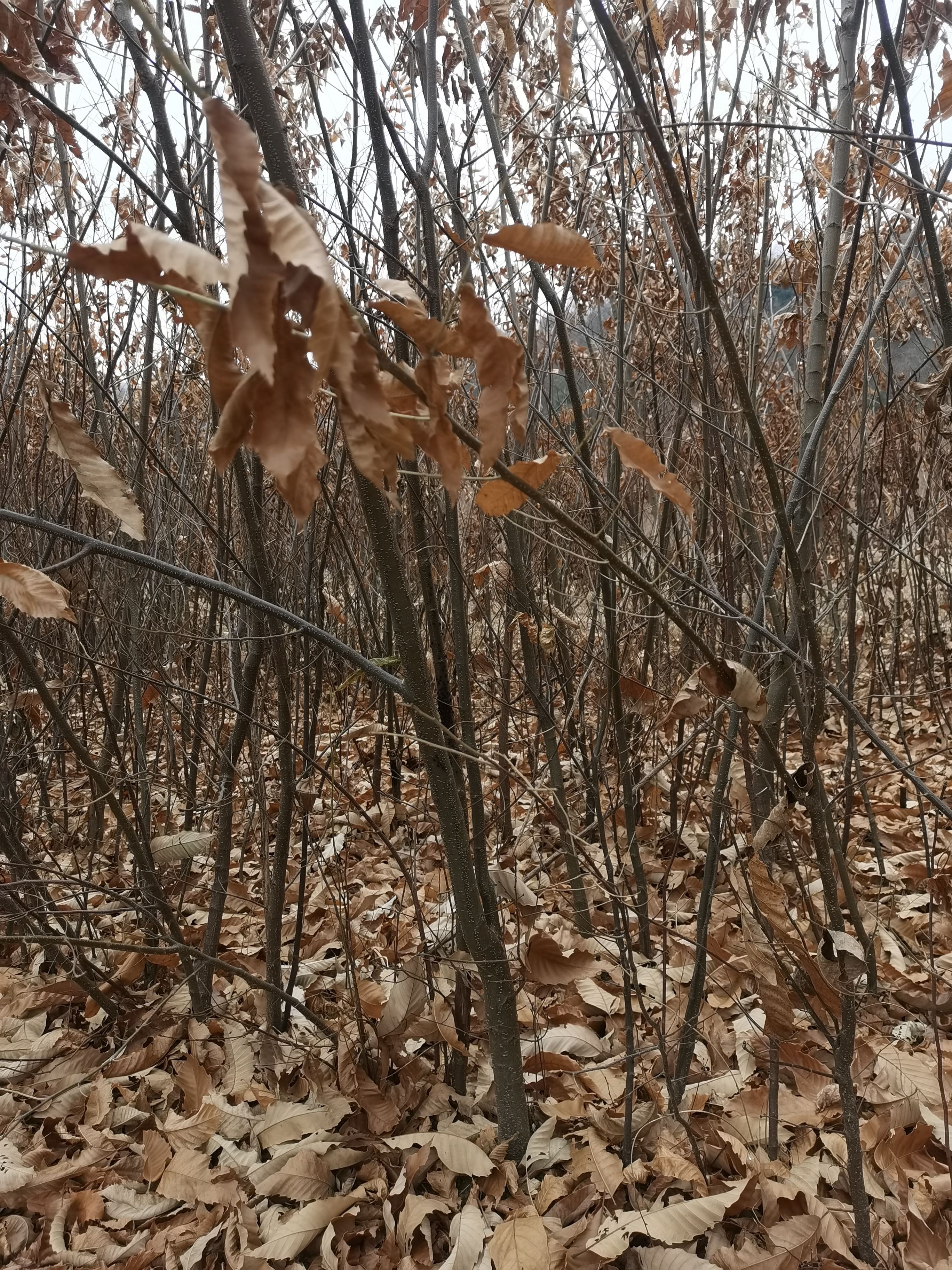 油栗苗  三年生油栗子苗预订，马上就要销售啦！欲购从速