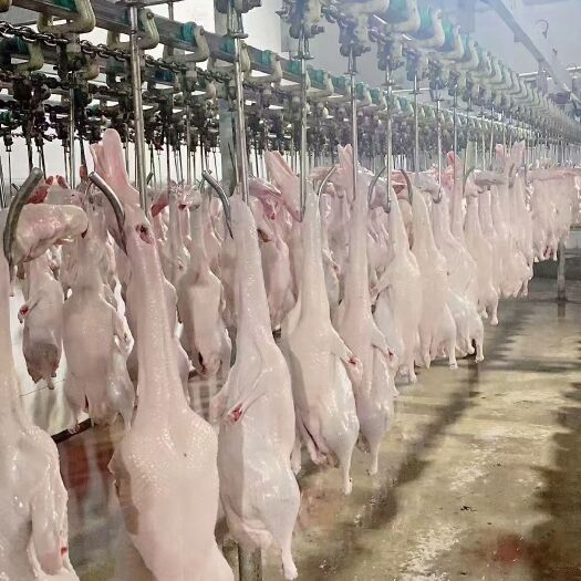 沂南县樱桃谷瘦肉型白条鸭