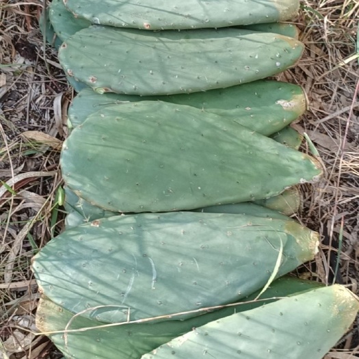 可食用仙人掌苗，米邦塔，宝塔，梨果，胭脂虫养殖药用盆景绿化