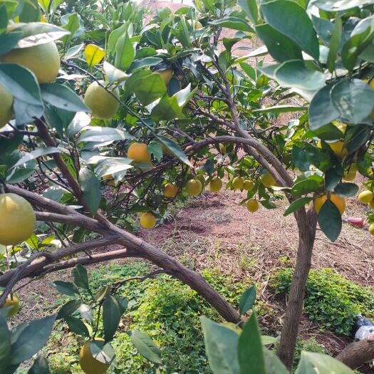 麻阳县麻阳冰糖橙基地直供，商场，各大平台，市场，，欢迎订购