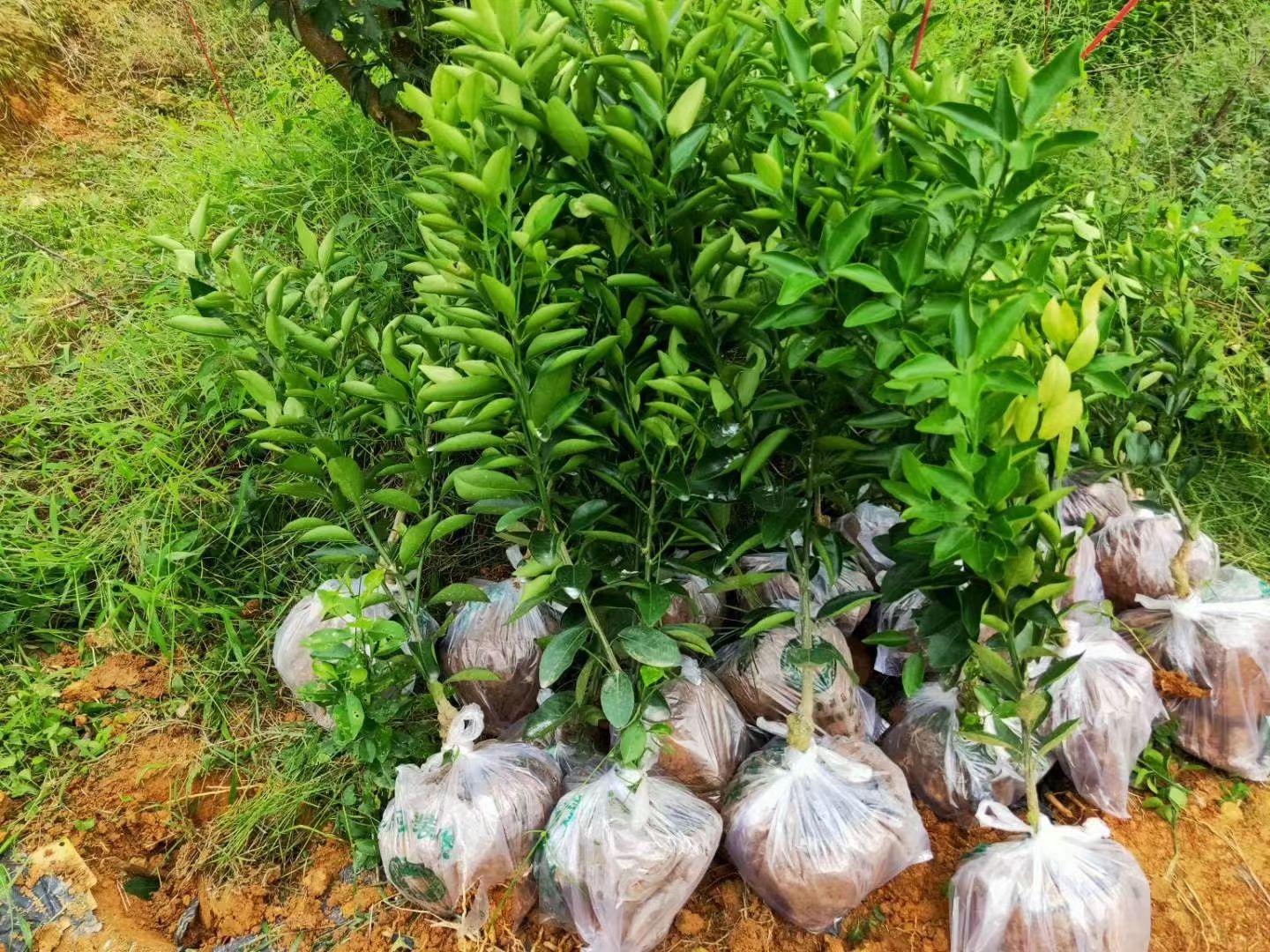 媛红碰柑苗，媛红椪柑苗，挂果多，果形美，易管理，四川发货