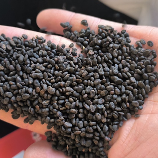 补骨脂 破骨脂  婆固  精选好货 陈货好  量大从优……
