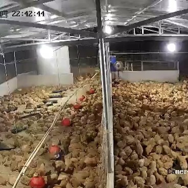始兴县大批量土鸡上市，全粮食喂养，玉米，米糠，青草喂养。