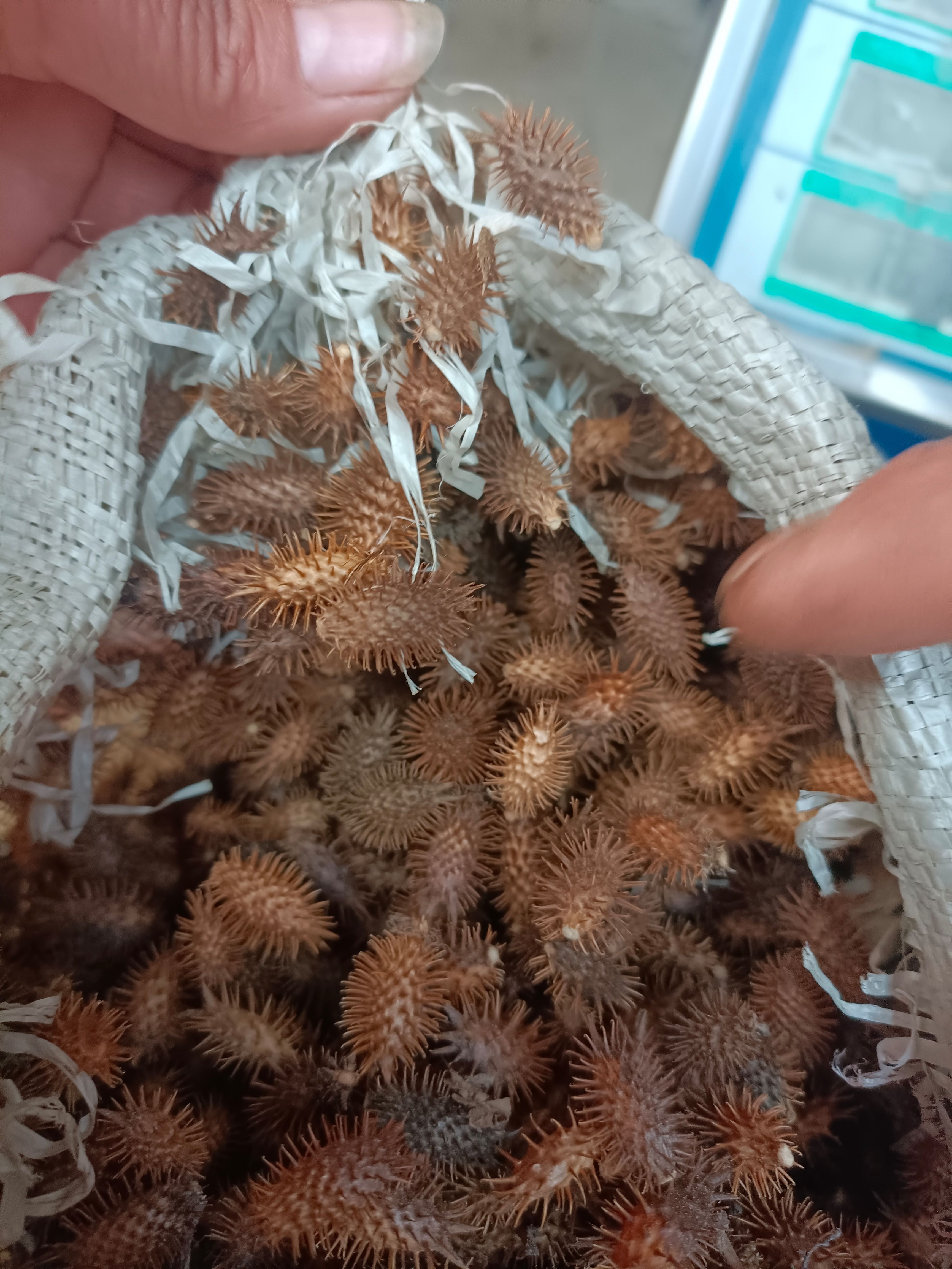 苍耳子一一一非人工种植干净无杂产地批发