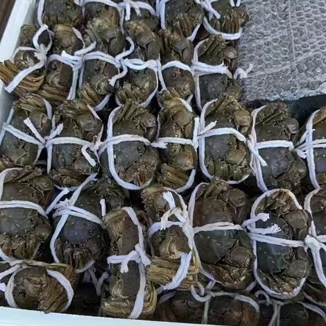 洪湖市大闸蟹，满膏