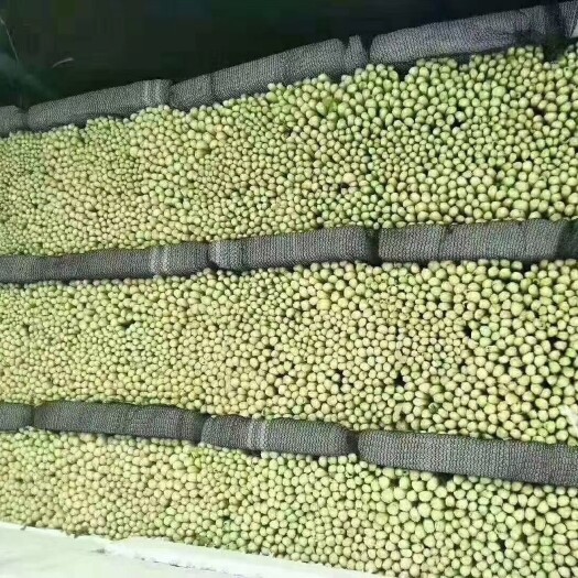 邯郸精品大中小棵芹菜大量有货可供客户加工