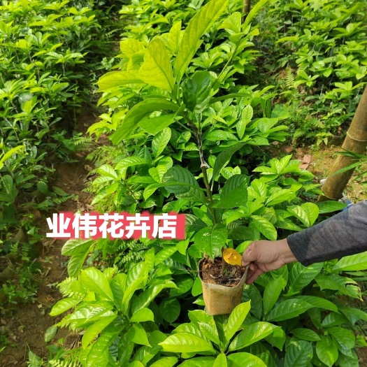 防城港木奶果嫁接苗  雄性木奶果树嫁接苗（授粉树）