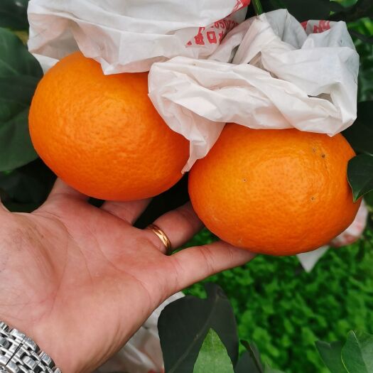 丹棱县橙子