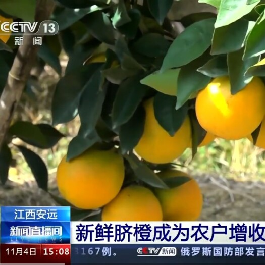 安远县产地直发赣南脐橙 安远脐橙 20年果农直销 多汁香甜 皮薄