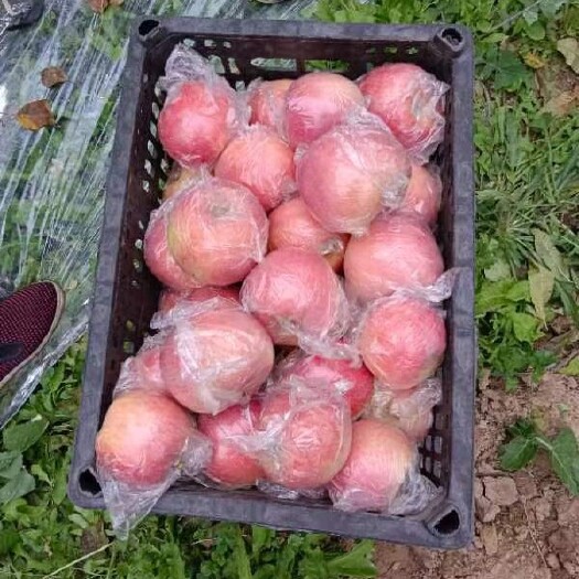 万荣县万荣纸加膜红富士苹果