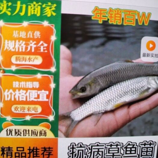 草鱼苗  抗病毒草鱼，长势快，包送，包技术，包消毒