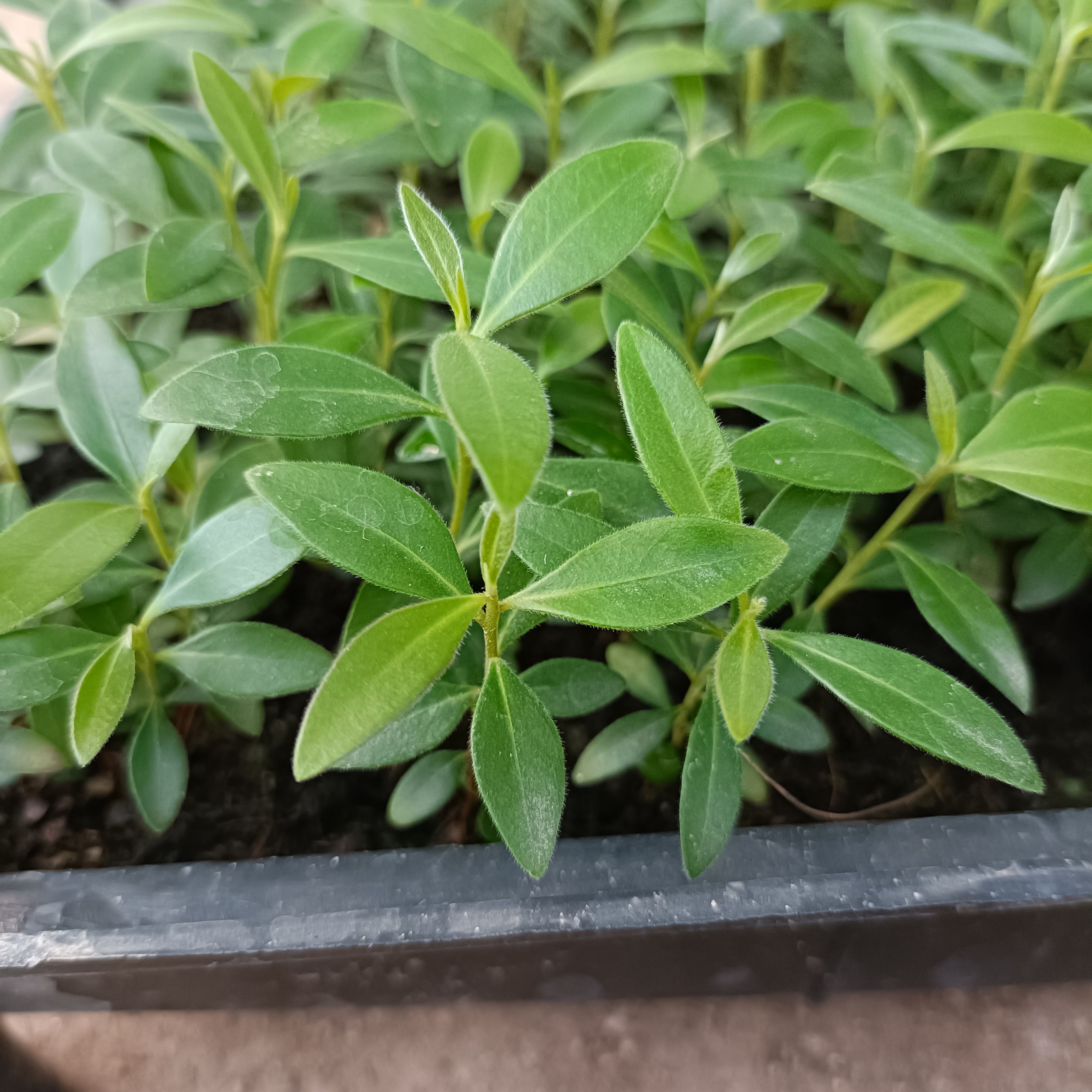 佛山黄金熊猫苗 金蒲桃 澳洲黄花树 庭院观花绿植